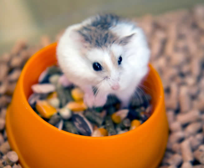 Veterinární klinika OK-VET Veterinární klinika OK-VET