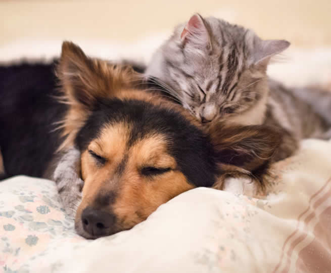 Veterinární klinika OK-VET Veterinární klinika OK-VET