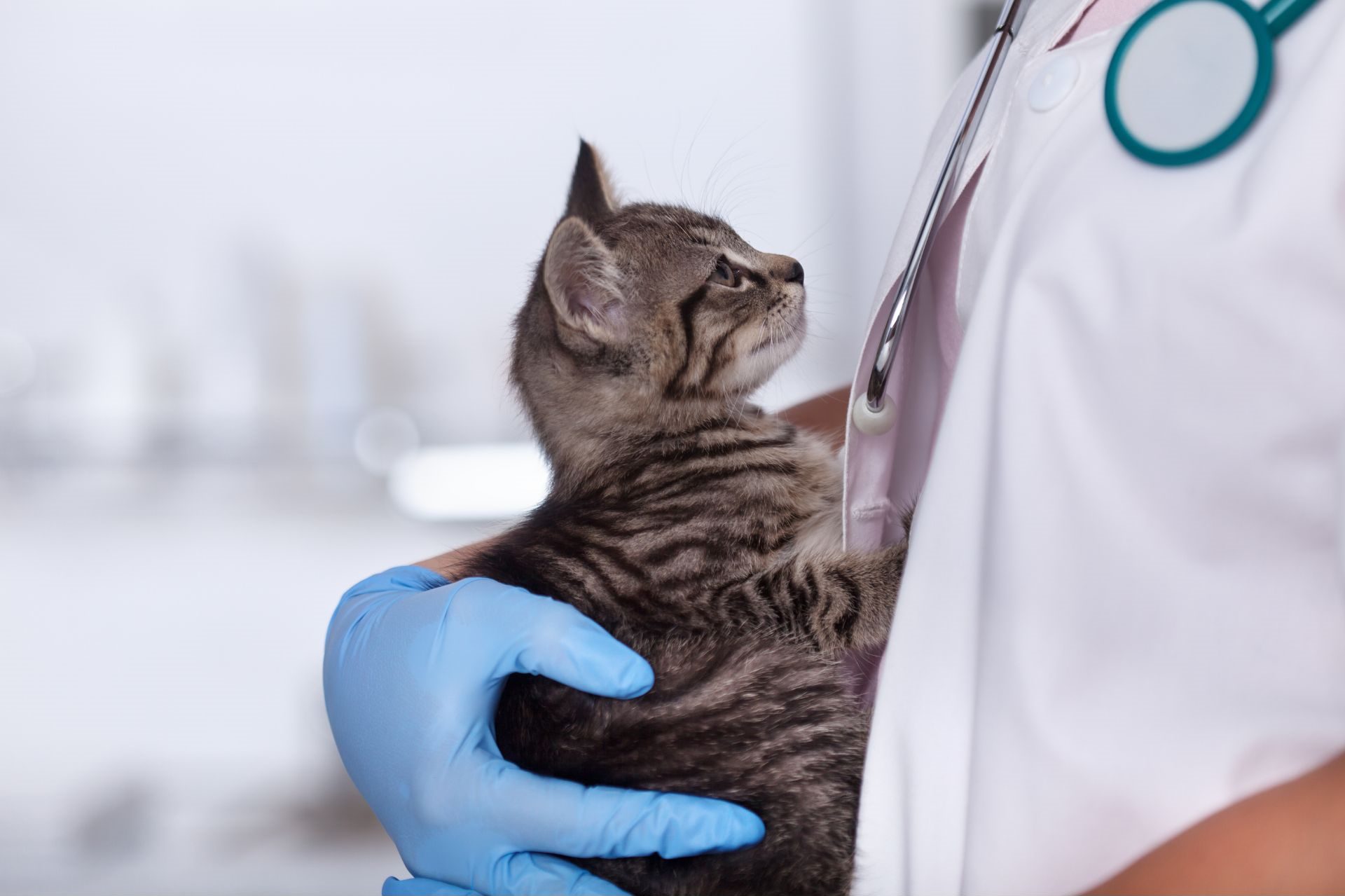 Veterinární klinika OK-VET Veterinární klinika OK-VET