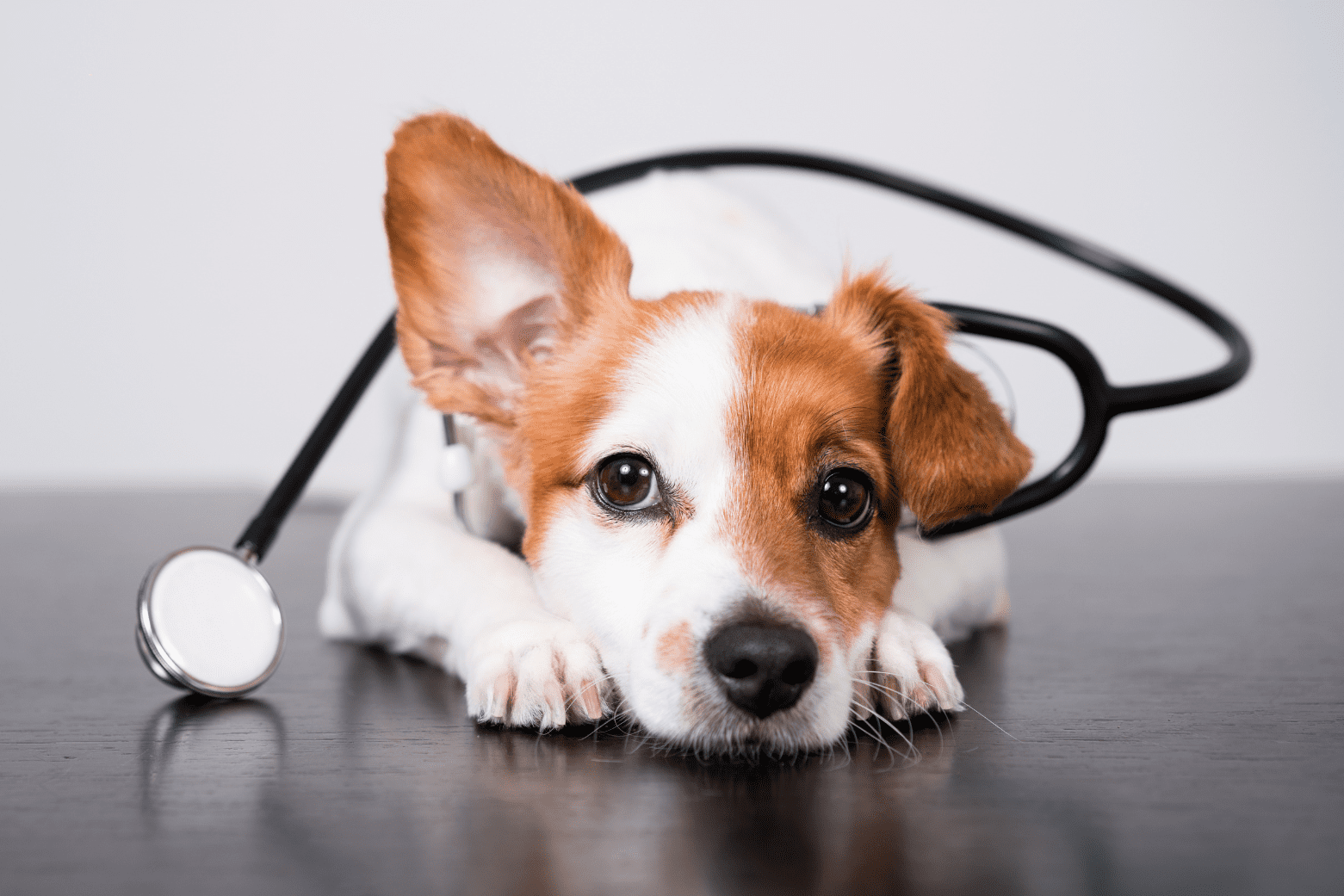 Veterinární klinika OK-VET Veterinární klinika OK-VET